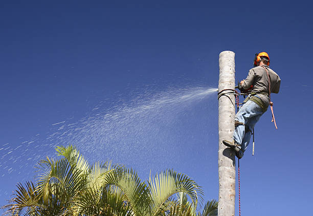 Best Tree Trimming and Pruning  in Berlin, NJ